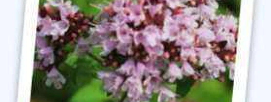 Navadna dobra misel – Origanum vulgare L.