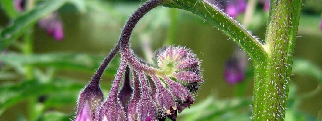 Gabez so uporabljali že rimski vojaki, spoznajte zakaj