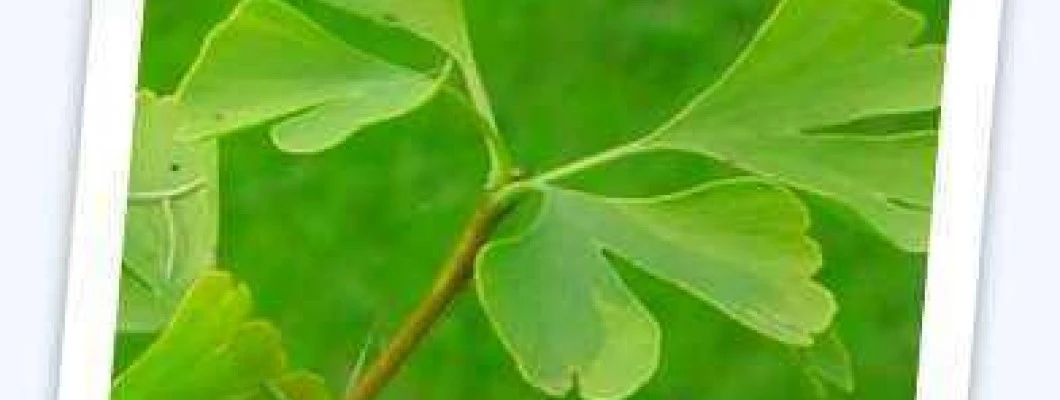 Ginko – Ginko biloba L.