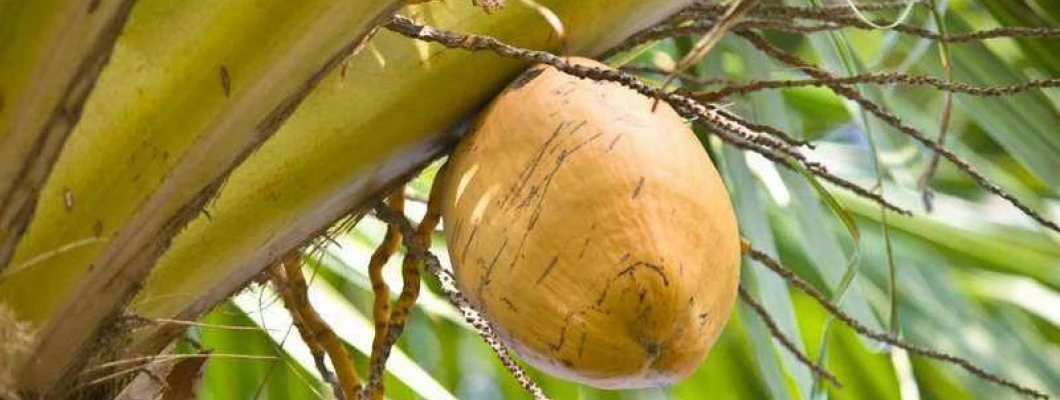 Kokosovo olje je zdrava maščoba