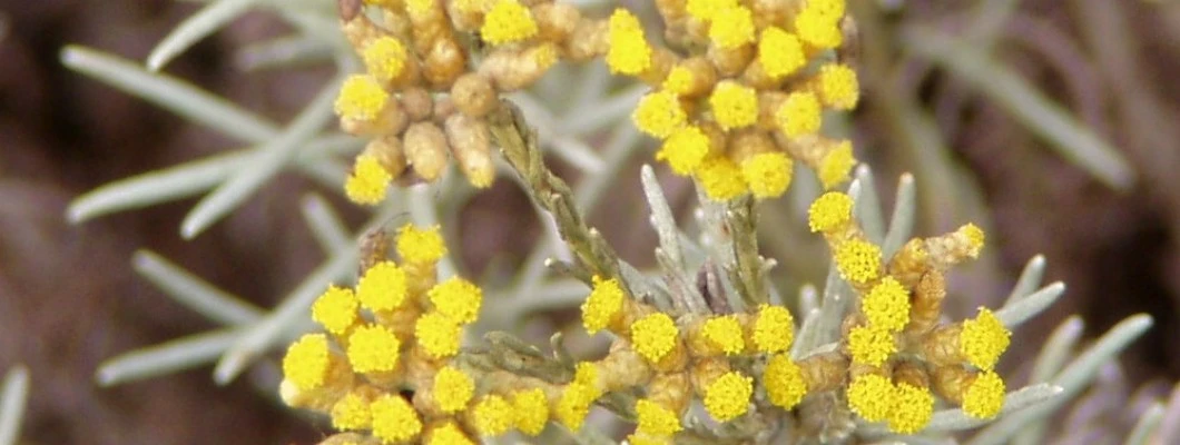 Čudež iz Mediterana: Laški smilj - naravni eliksir za kožo in dušo