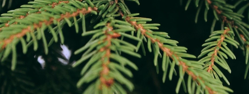 Smreka: Zelena gospa evropskih gozdov