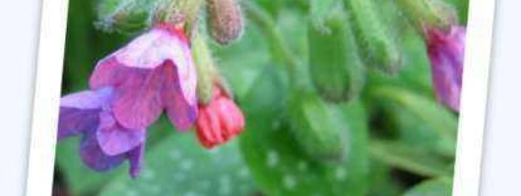 Navadni pljučnik – Pulmonaria officinalis L.