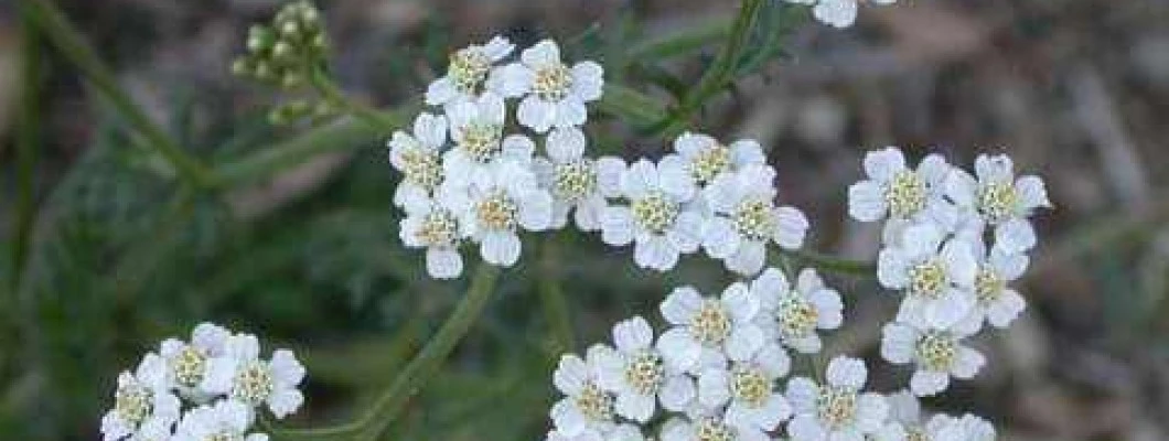 Rman je pravi znak poguma, zdravja in zaščite