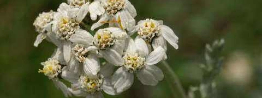 Navadni rman - Achillea millefolium