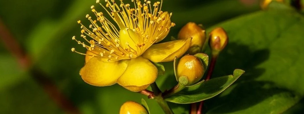 Šentjanževka (Hypericum perforatum): Rumena lepotica z bogato zgodovino