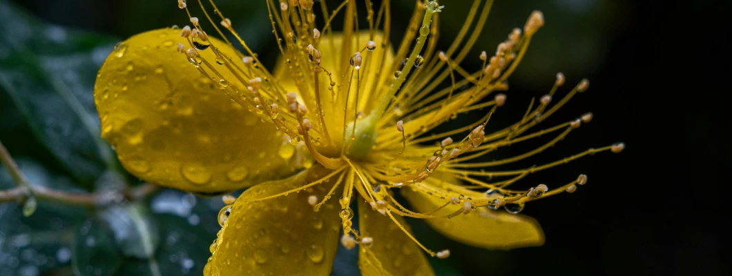 Šentjanževka: tradicionalna moč sonca v naravni kozmetiki in domači negi kože