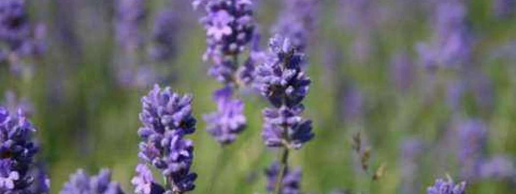 Sivka nas sprosti že ob pogledu