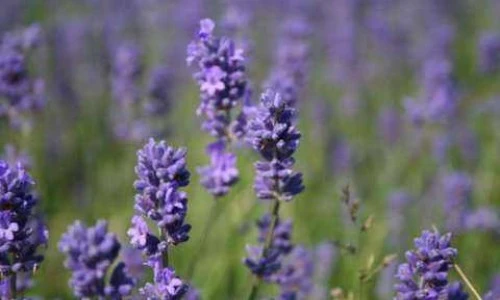 Sivka nas sprosti že ob pogledu