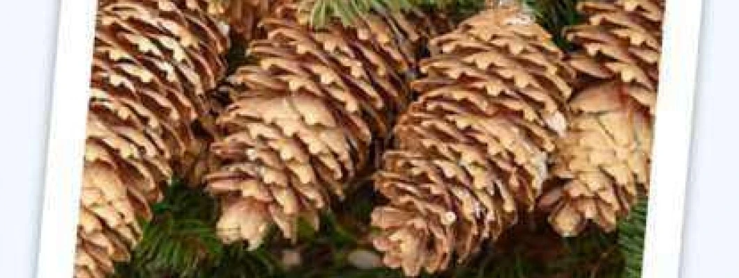 Navadna smreka - Picea abies L.