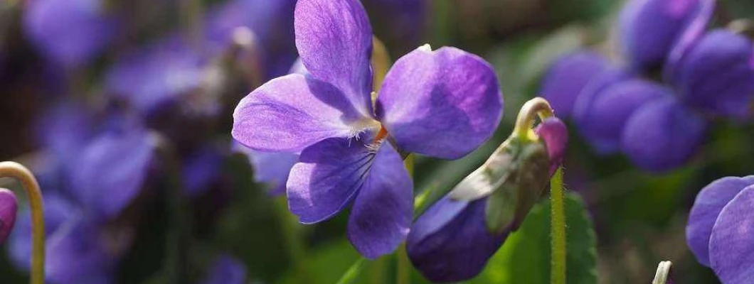 Pomladni recepti z vijolico