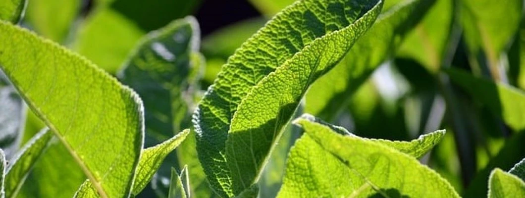 Žajbelj: dobro raziskana rastlina s čudovitimi lastnostmi