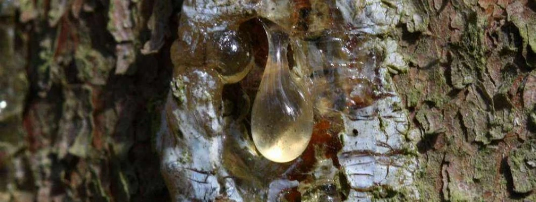 Smrekova smola je zlato bogastvo narave