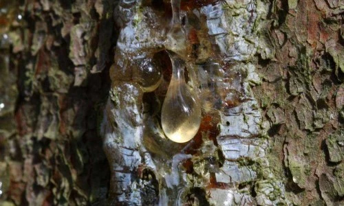 Smrekova smola je zlato bogastvo narave