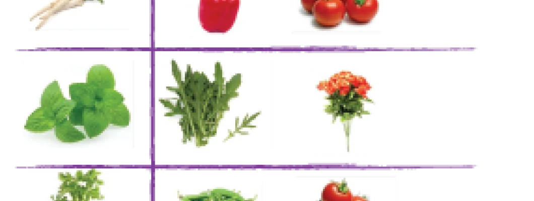 Zelišča so dobri partnerji na gredi