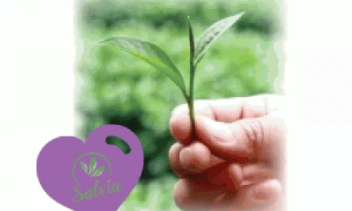 Vodič za nabiranje zelišč