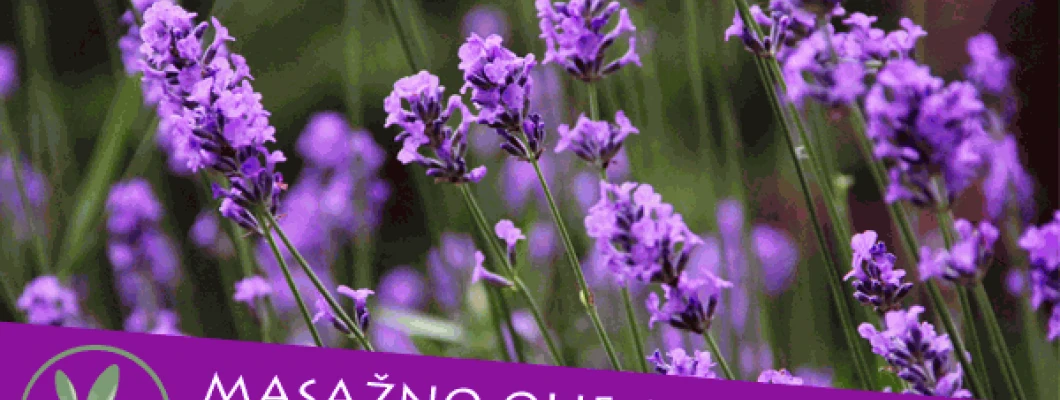 Masažno olje s sivko