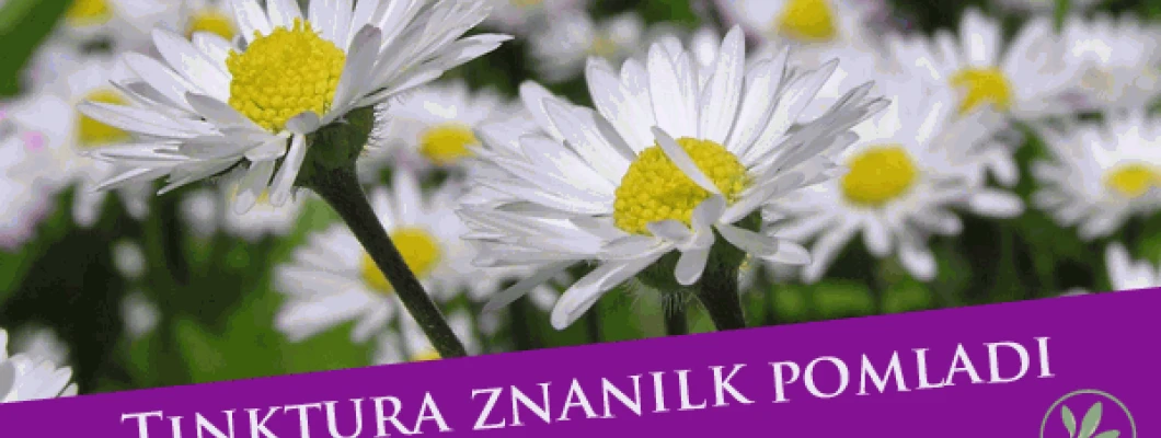 Tinktura znanilk pomladi