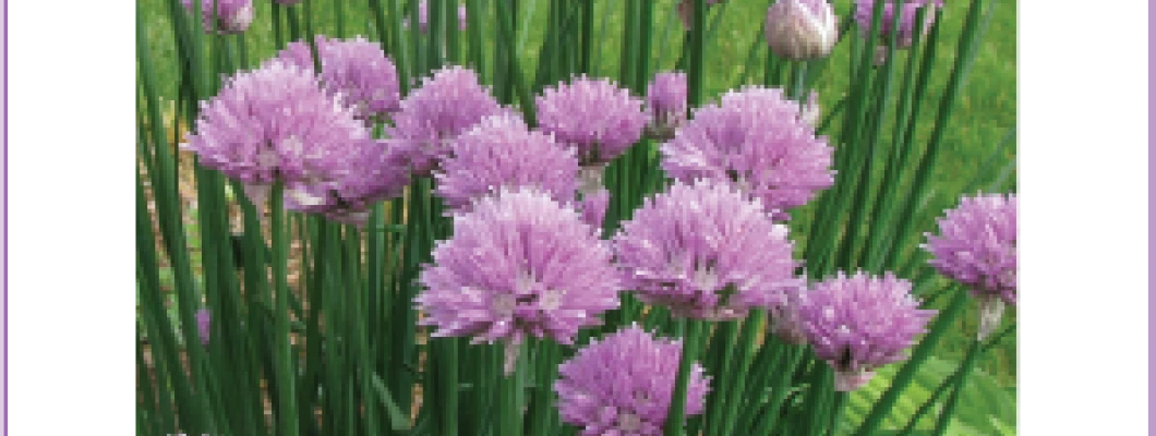 Zelišča imajo različno življenjsko dobo