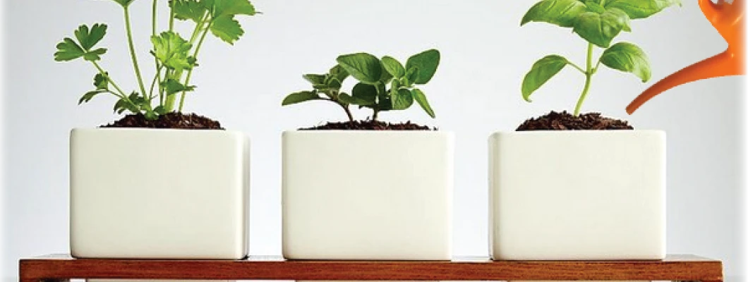 Zalivanje in gnojenje za dobro rast vaših zelišč